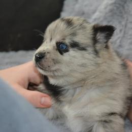 Pomsky Puppies from Pomskies of Vermont