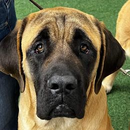 Mastiffs from Storytime Mastiffs