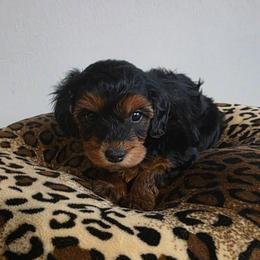 Armani (traditional) - Black and gold female Yorkipoo puppy in Duncan, South Carolina from Sonshine Yorkies