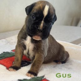 Gus - Fawn male Boxer puppy in Cicero, New York from MK Boxer Haven of CNY