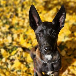 Boy 4 - Mahogany Belgian Malinois puppy in Elizabethton, Tennessee from Forever Family K9