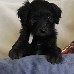 Aussiedoodle Puppies from NC Aussiedoodles