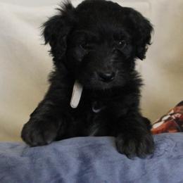 Aussiedoodle Puppies from NC Aussiedoodles