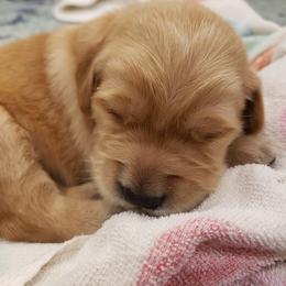 Goldendoodle and Golden Retriever Puppies from A Golden Summer