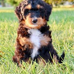 Cruz - male Australian Mountain Doodle puppy in Decatur, Illinois from Signature Doodles