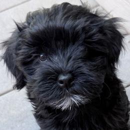 Tater Sweet Potato - Black and white male Havanese puppy in Parker, Colorado from Kuba Havaluv