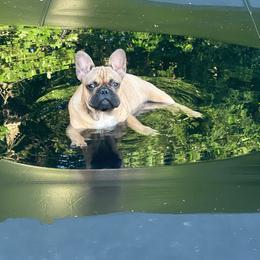 Ozzy - Fawn and white male French Bulldog puppy in Neosho, Missouri from Norris Frenchies