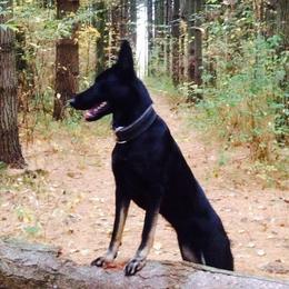 German Shepherds from Cave Canem German Shepherds