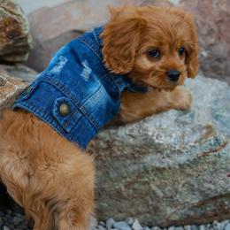 Hoss - Red male Cavapoo puppy in Murray, Utah from Good Looking Dogs