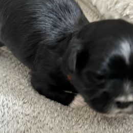 Maltese, Pomeranian, Shih Tzu, and Yorkshire Terrier Puppies from Gibbs Gorgeous Paws LLC