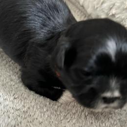 Maltese, Pomeranian, Shih Tzu, and Yorkshire Terrier Puppies from Gibbs Gorgeous Paws LLC