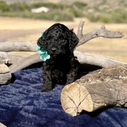 Aspen - Black female Bernedoodle puppy in Yarnell, Arizona from Boulder Mountain Doodles