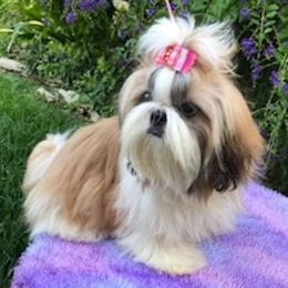 Dreamy - Shih Tzu