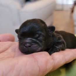 Shih Tzu Puppies from Chimera Shih Tzu