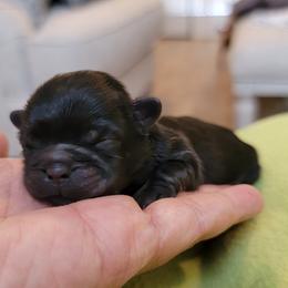 Shih Tzu Puppies from Chimera Shih Tzu