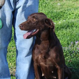 Mia - Labrador Retriever
