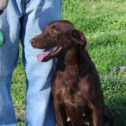 Mia - Labrador Retriever