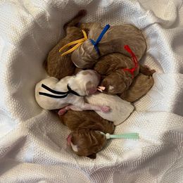 Black Collar Male - Parti male Goldendoodle puppy in Bradenton, Florida from Suncoast Goldendoodles