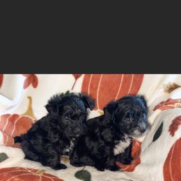 Yorkipoo Puppies from Kdash_yorkies