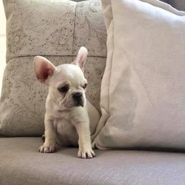 French Bulldog Puppies from Creme De La Creme Frenchies
