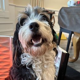Oakley - Bernedoodle