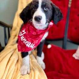 Juneau - unfurnished black tuxedo - female Australian Mountain Doodle puppy in Lookout, California from Remington Kennels, LLC