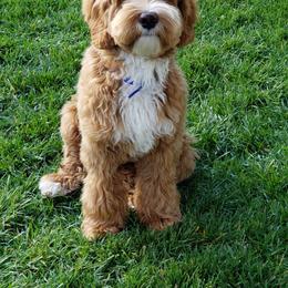 Australian Labradoodle All Grown Up from Kindred Hollow Labradoodles
