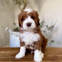 Twix - Red  male Goldendoodle puppy in Rio Linda, California from Plush Doodles