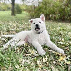 Mystery - White male Berger Blanc Suisse puppy in West Alexandri, Ohio from Twisted Acres