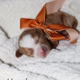 Hazel - Red  female Goldendoodle puppy in Trenton, Tennessee from Pickard’s country Golden doodles