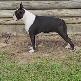 Rousey - Boston Terrier