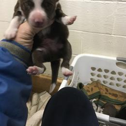 Noname 2 - Red male Border Collie puppy in Hopedale , Ohio from Whipple Farms