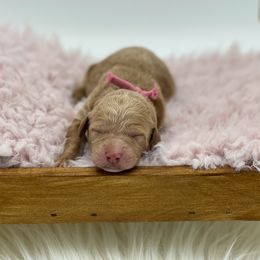 Aussiedoodle and Goldendoodle Puppies from Garside Doodles
