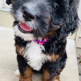 Bernedoodles and Bernese Mountain Dogs from Bernedoodles by Zee and Jewel