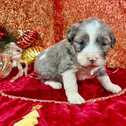 Maggie - Blue merle female Aussiedoodle puppy in Marshall, Arkansas from Buffalo River Puppies