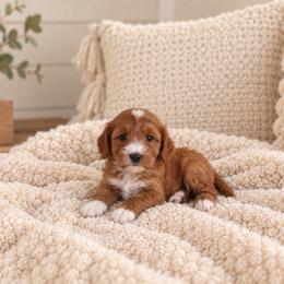 Augusta - Red  female Goldendoodle puppy in Floyd, Virginia from Hearts and Paws Poodles and Doodles
