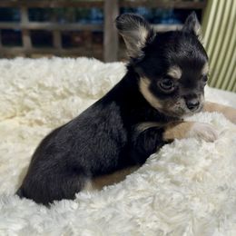 JASMINE - Black and tan female Chihuahua puppy in Richmond, Virginia from Bayberry Chihuahuas