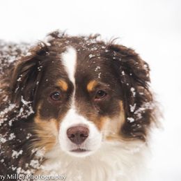 Miniature Australian Shepherd All Grown Up from Tincture of Thyme