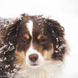 Miniature Australian Shepherd All Grown Up from Tincture of Thyme