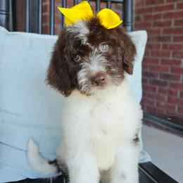 Sweetums - female Newfypoo puppy in Hardin, Kentucky from Bluegrass Newfypoos