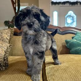 David - Merle male Goldendoodle puppy in Norman, Oklahoma from Wilson Family Companions
