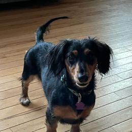Mina - Dachshund
