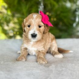 Frisbee - Apricot female Goldendoodle puppy in Sterling, Illinois from Charley's Goldendoodles