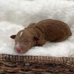 Finn - Red  male Goldendoodle puppy in Kansas City, Kansas from Bella & Ivy’s Mini Goldendoodles of KC