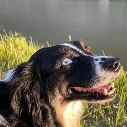 Sugar - Australian Shepherd