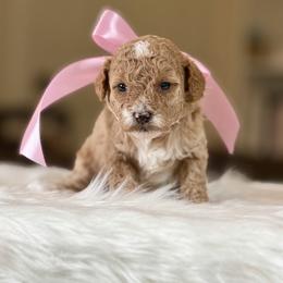 Golden Bell - Apricot female Poodle puppy in Salem, Oregon from Lavish Poodles