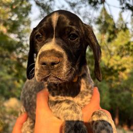 Pepper - yellow collar - Black roan male German Shorthaired Pointer puppy in Mokelumne Hill, California from Underhill GSP