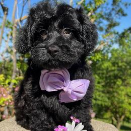 Purple Collar - female Cavapoochon puppy in Waterford, California from Windy Hill Doodles