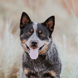 Katy - Australian Cattle Dog