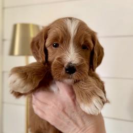 Goldendoodle Puppies from King Family Doodles